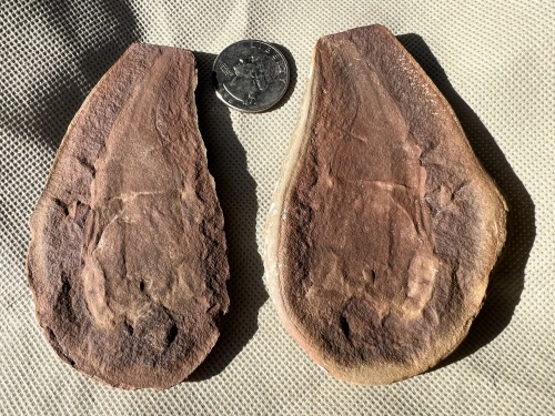 ESCONI's tweet photo. 2025 ESCONI Gem, Mineral, and Fossil Show - Preview #2: Tullymonstrum gregarium! #show #fossil #paleontology #MazonCreek #pennsylvanian #statefossil #tullymonster
https://t.co/OgMcFitWA1 https://t.co/Mtxudn8tPK