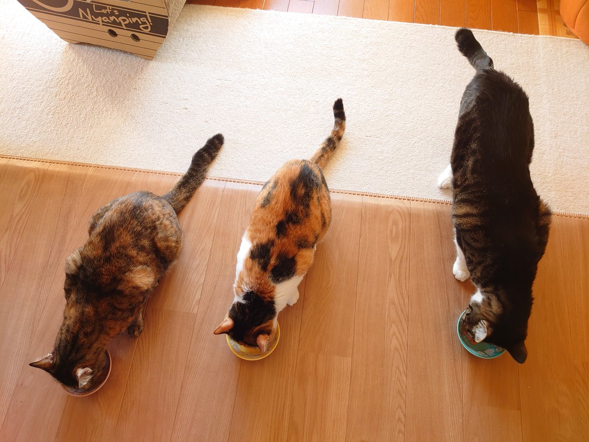 ◇試験対策講座！本日の1問🐈 『日本に一番多い猫の柄はどれか？』 ①