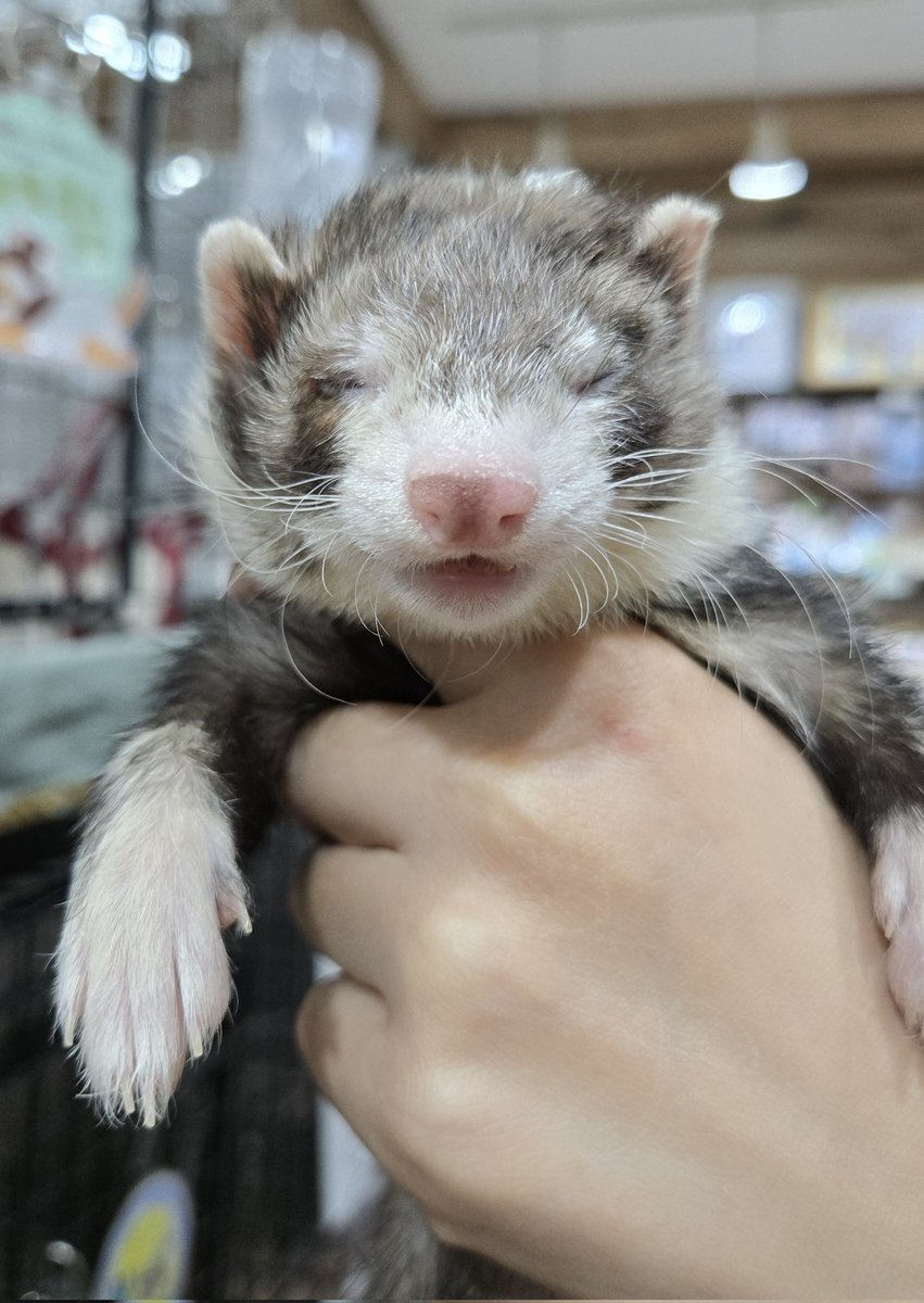 【フェレット専門店】フェレットワールド中野店 tweet media