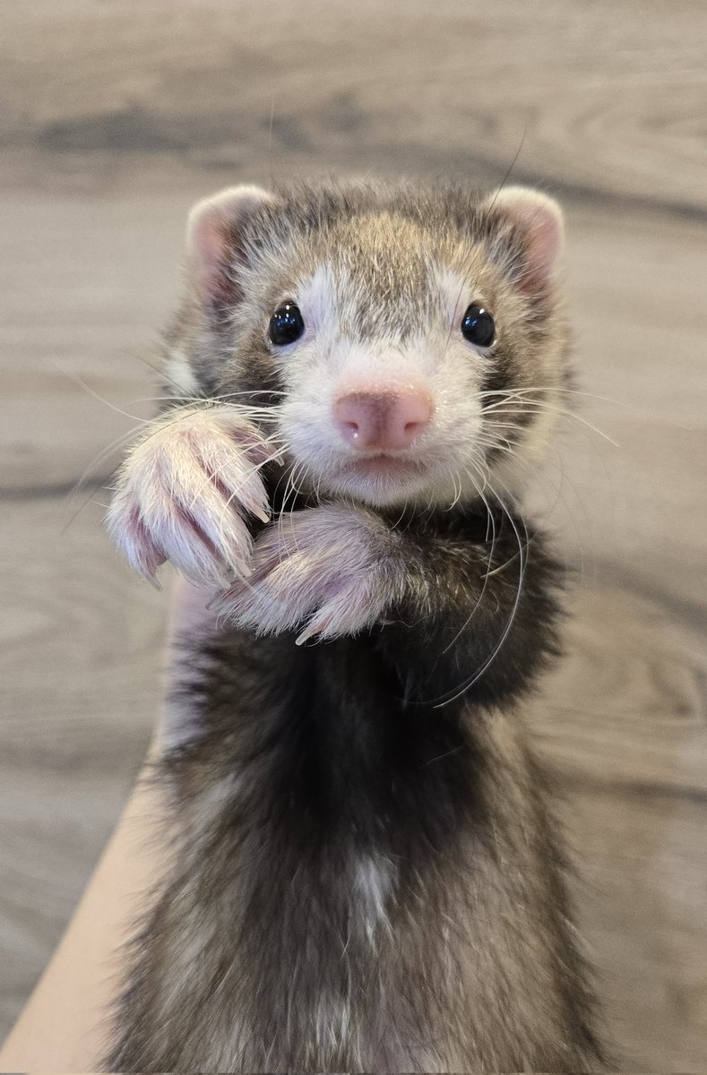 【フェレット専門店】フェレットワールド中野店 tweet media