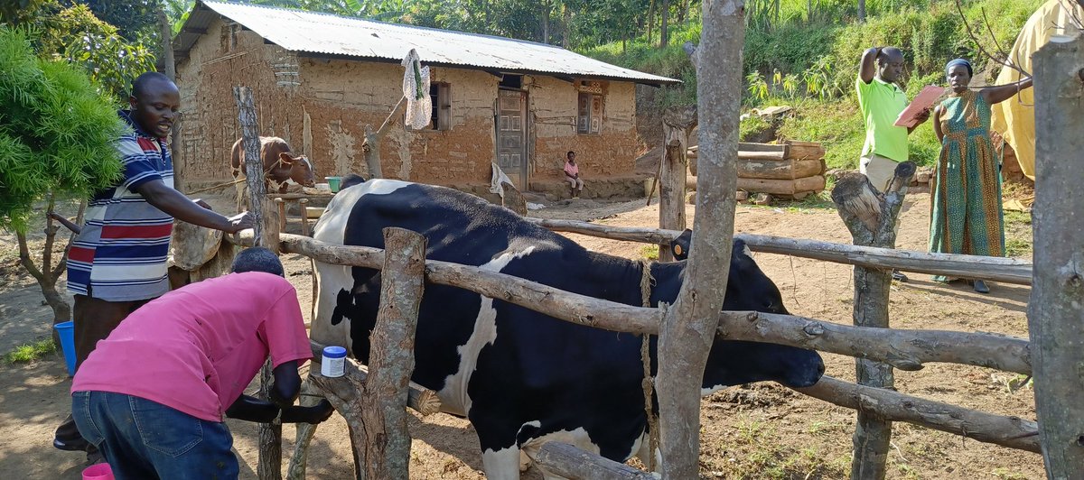 RWEBITABA ZARDI tweet media