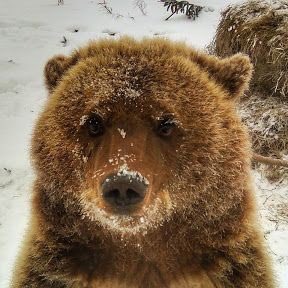 🐻 Bear 🍃 tweet media