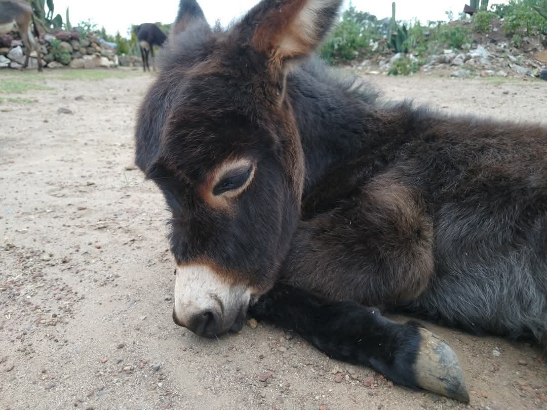 ¿LO SABÍAS? 🔍📣

Los burros solo duermen 3 horas diarias 🥱, para estar alerta de algún depredador. 😯

Al dormir, reparten su sueño en diferentes periodos de descanso que duran pocos minutos.

Asi que recuerda: si ves a un burrito durmiendo, déjalo que descanse. 😴🤫