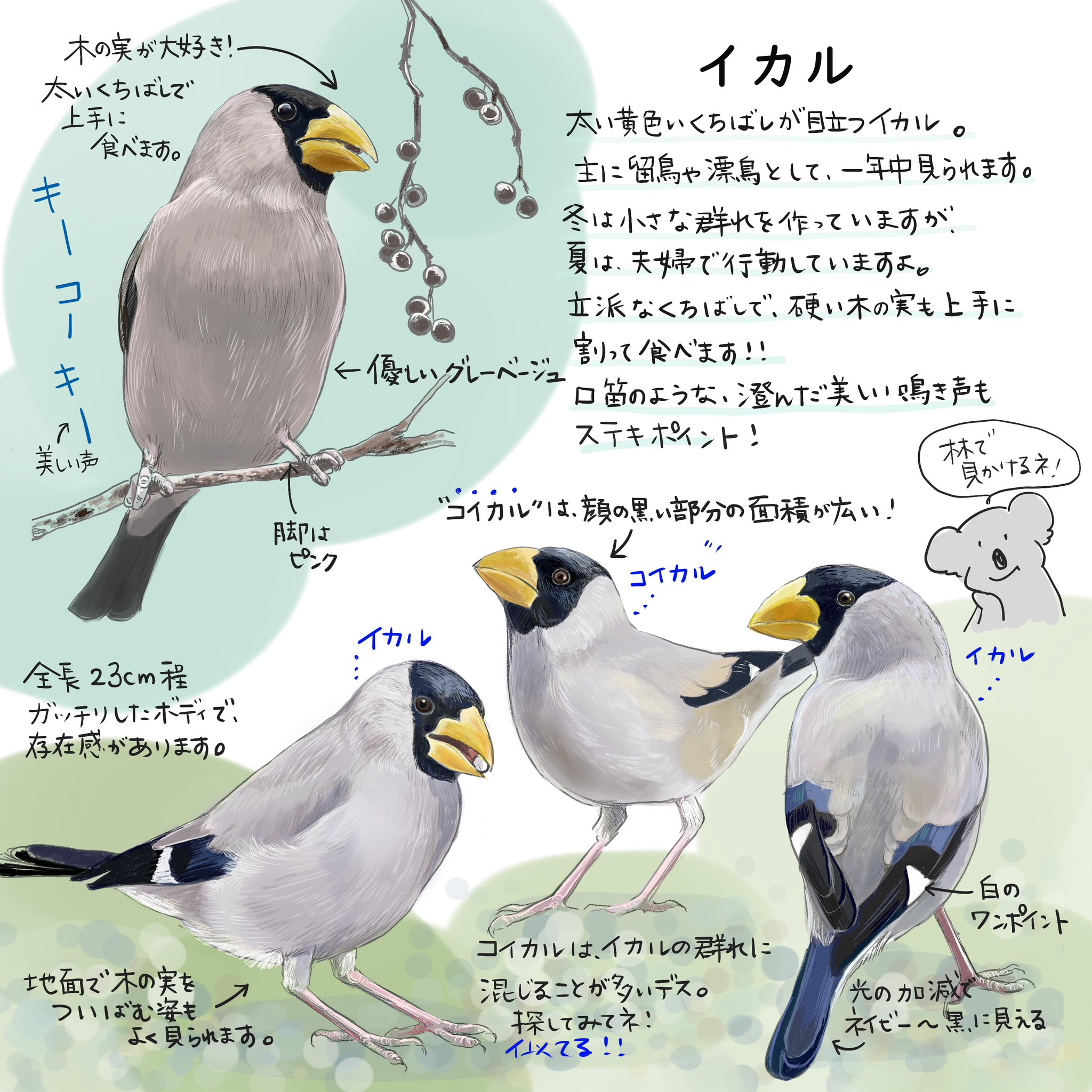 mililieココロさえずる野鳥ノート発売中 (@mililie_birds) / X