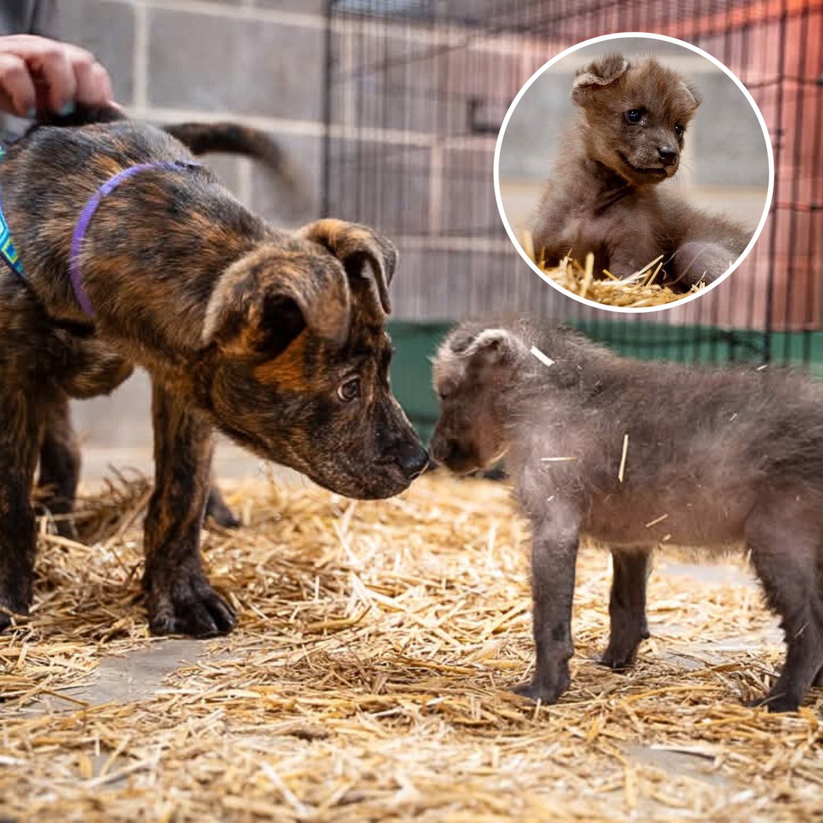 dog_rates's tweet photo. An orphaned wolf pup named Amora has been paired with a rescue puppy named Slinky. Amora needs socialization to develop properly and Slinky is happy to provide it. Sedgwick County Zoo shared that "Slinky’s playful nature is helping her grow into the wolf she is meant to be." 13/10 for both