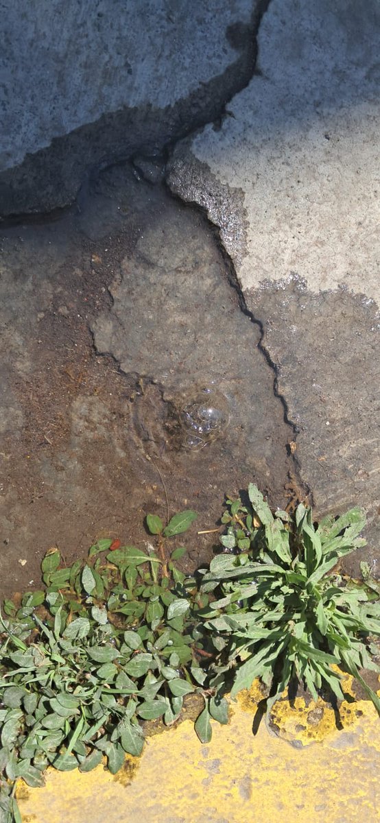 toval81's tweet photo. @laredcincoradio @AguadePuebla Buenas tardes para reportar una fuga de agua en la prolongación de la 16 de septiembre enfrente del número 13318,  col Guadalupe Hidalgo https://t.co/z8ZhPBg5iB