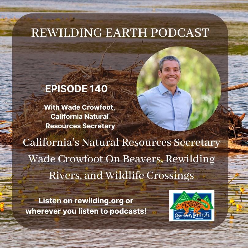 The Rewilding Institute (@rewilding) on Twitter photo Rewilding Earth #Podcast Episode 140: Californiaās Natural Resources Secretary Wade Crowfoot On #Beavers, #Rewilding #Rivers, and #Wildlife Crossings ow.ly/MaCH50UUxIq <a href="/WadeCrowfoot/">Wade Crowfoot</a> Rewilding Earth #Podcast Episode 140: Californiaās Natural Resources Secretary Wade Crowfoot On #Beavers, #Rewilding #Rivers, and #Wildlife Crossings ow.ly/MaCH50UUxIq <a href="/WadeCrowfoot/">Wade Crowfoot</a>