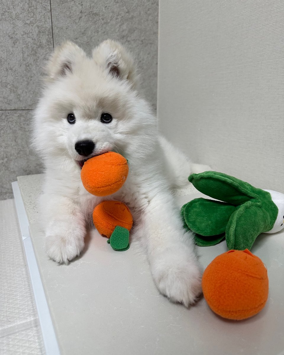 dogssaveworld's tweet photo. https://t.co/H46Ge4MzaT