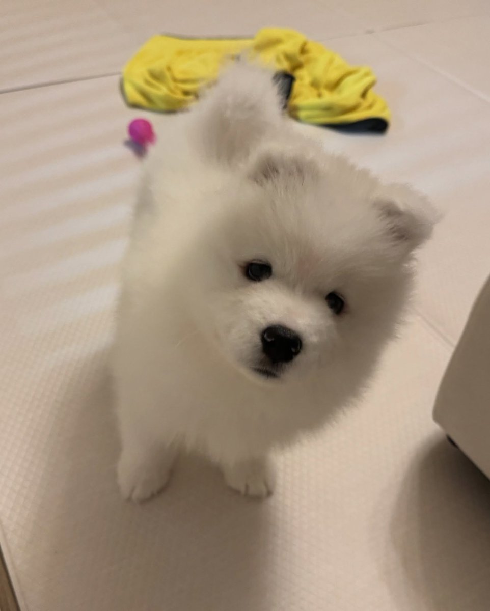 dogs so cute that could save the world tweet media