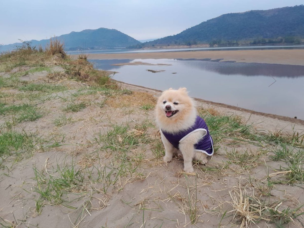 Kawpoon_kpn's tweet photo. 🩷🐶 Kawpoon always give me a happiness🩷🐶 #Kawpoon #Coinbase  #coin https://t.co/Te0IqGkFhL
