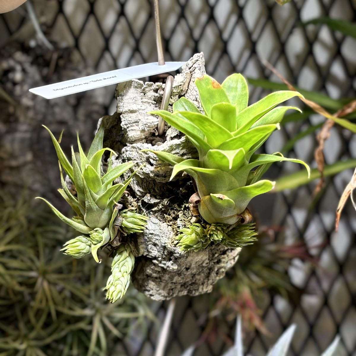 RM1437's tweet photo. Stigmatodon sp. ‘Side shoots’ https://t.co/SCxiei7nqr