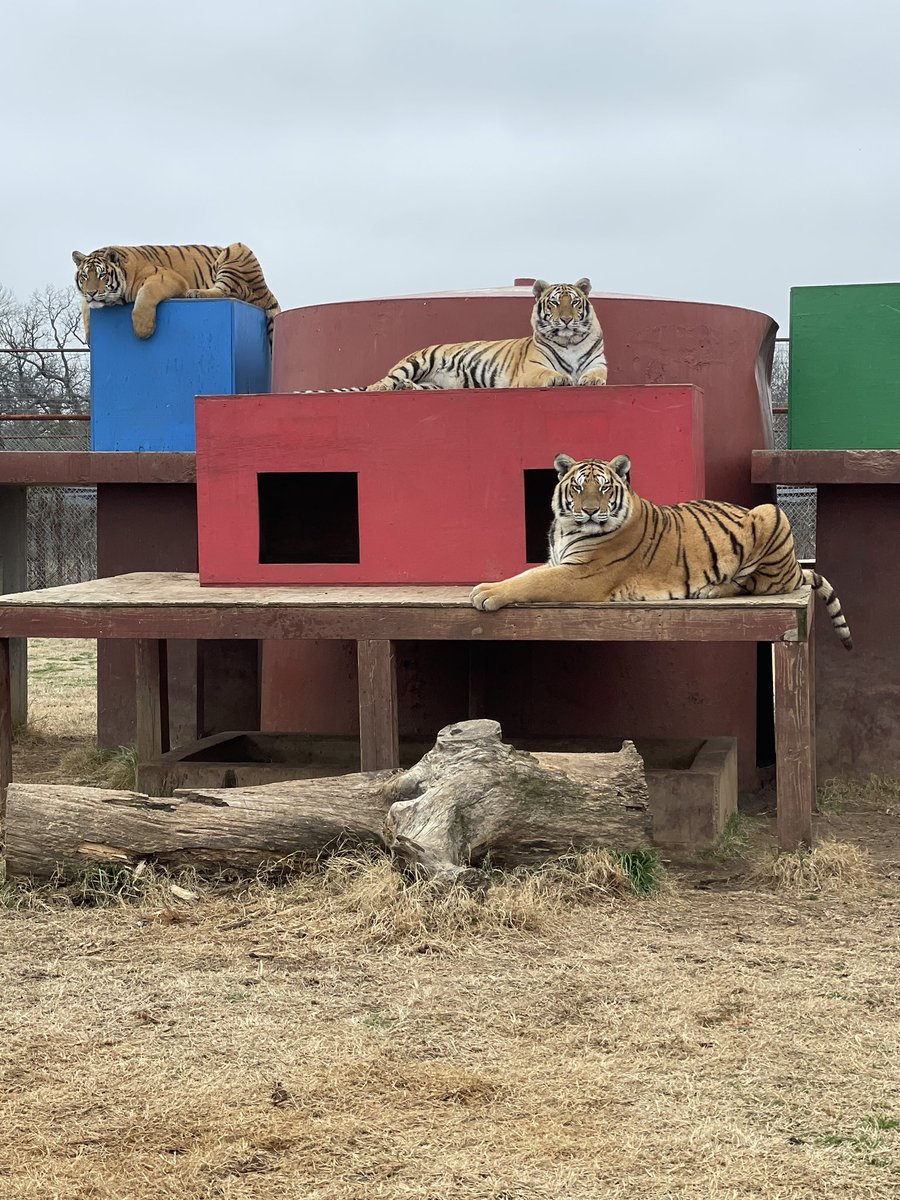 🐅 Did You Know? 🐅

A group of tigers is called a streak! Unlike lions, tigers are solitary animals and don’t usually form groups in the wild. However, when they do come together, they have a collective name.