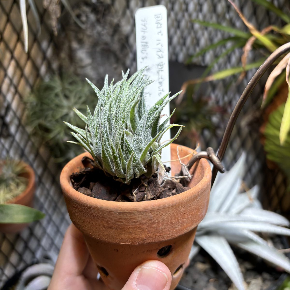 RM1437's tweet photo. Tillandsia sprengeliana https://t.co/cb5eFPzKuy