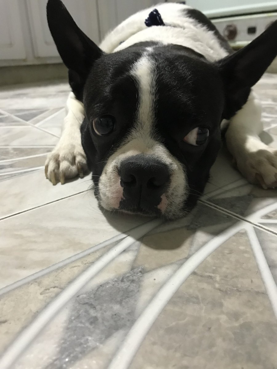 La falta que me haces vida de mi vida, lo que daría por verte aquí saltando y descansando a mi lado 😘🥺😢🐶