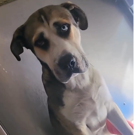 mapleveewesem's tweet photo. 💔🆘😢 FRED, the handsome tri-color #Mastiff is now the 3rd longest adoptable resident at Downey #California ACC.😲 2 yo, 80 lbs, almost no social media exposure except here. Please help him be seen &amp; saved🙏 #ADOPT #FOSTER #PLEDGE info⬇️
#A5671283 https://t.co/zNWubxtW5m