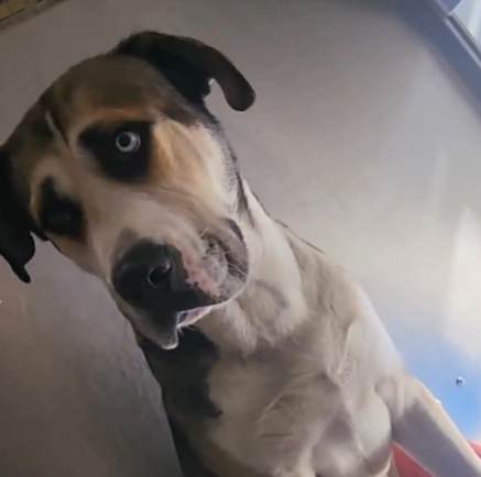 mapleveewesem's tweet photo. 💔🆘😢 FRED, the handsome tri-color #Mastiff is now the 3rd longest adoptable resident at Downey #California ACC.😲 2 yo, 80 lbs, almost no social media exposure except here. Please help him be seen &amp; saved🙏 #ADOPT #FOSTER #PLEDGE info⬇️
#A5671283 https://t.co/zNWubxtW5m