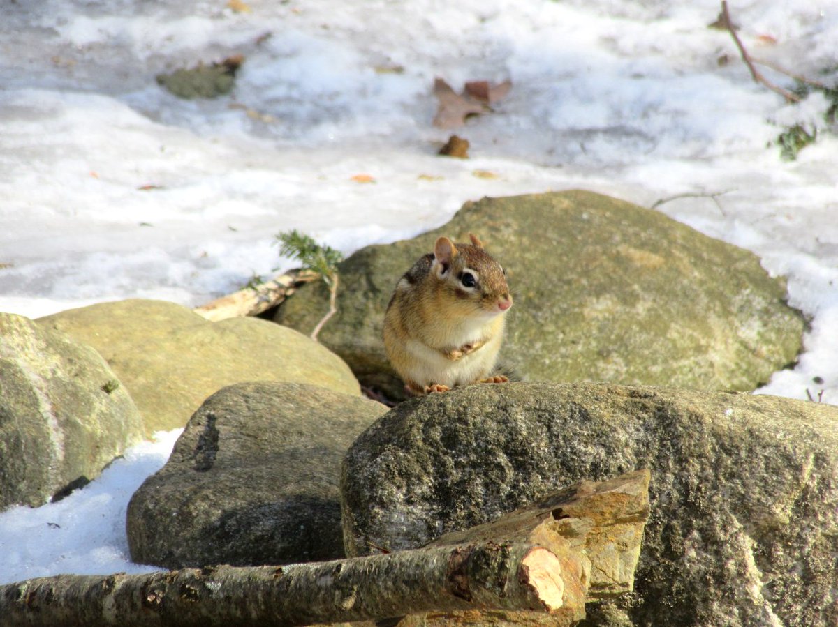 Safigirl17's tweet photo. A winter chippie came out today ๐๐ฟ๏ธ๐ฅฐ
#ChipmunkScrolling https://t.co/FhkrBebxx0