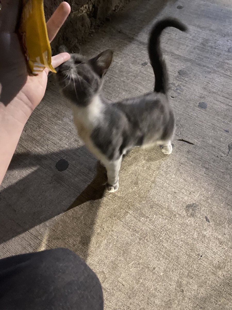 veintidoooooos's tweet photo. Gato https://t.co/AirN3ONppR