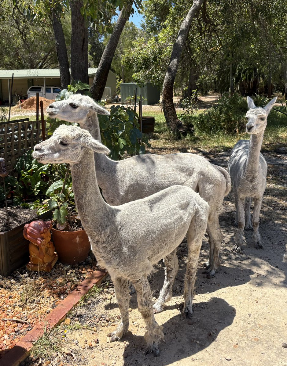 DigbyMiss's tweet photo. South of Perth the mosquitoes are in plague proportions Clouds of mosquitoes hover around you Just stuff of nightmares
Having to spray the pacas with special repellent #AlpacasRule #auspol #BloodyMosquitoes https://t.co/m6kxV0Fm7t