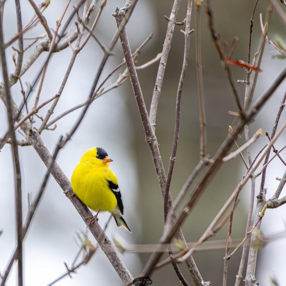 shijojo22's tweet photo. 🌿💛 The American Goldfinch: A Flash of Gold in the Wild! 💛🌿
A small, stunning songbird known for its bright yellow plumage in summer and cheerful song. These little birds bring a splash of sunshine wherever they go! https://t.co/yCKdJp3Xax