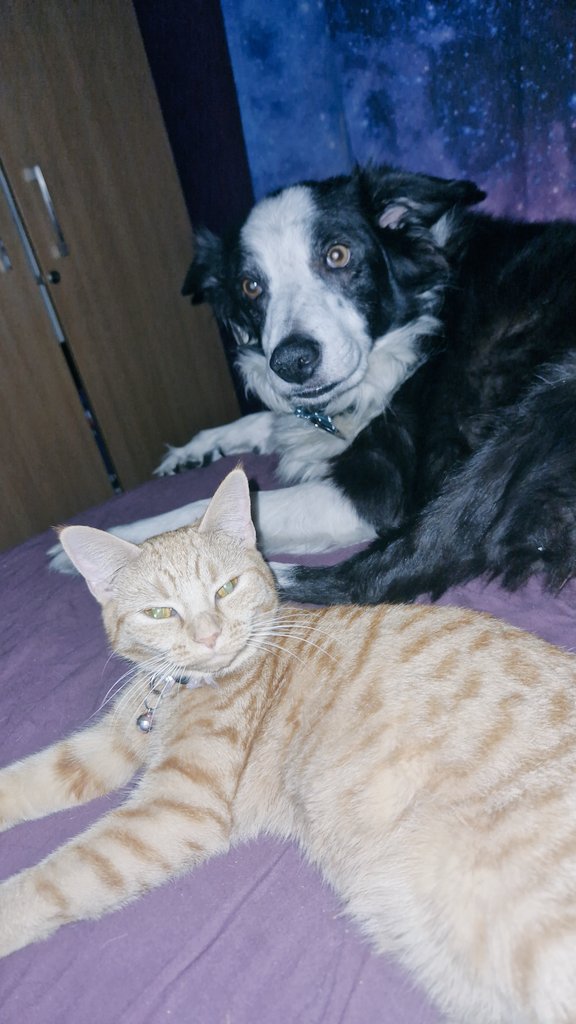 DivineBae's tweet photo. #LoveMyAnimals https://t.co/06rnhLwB7R