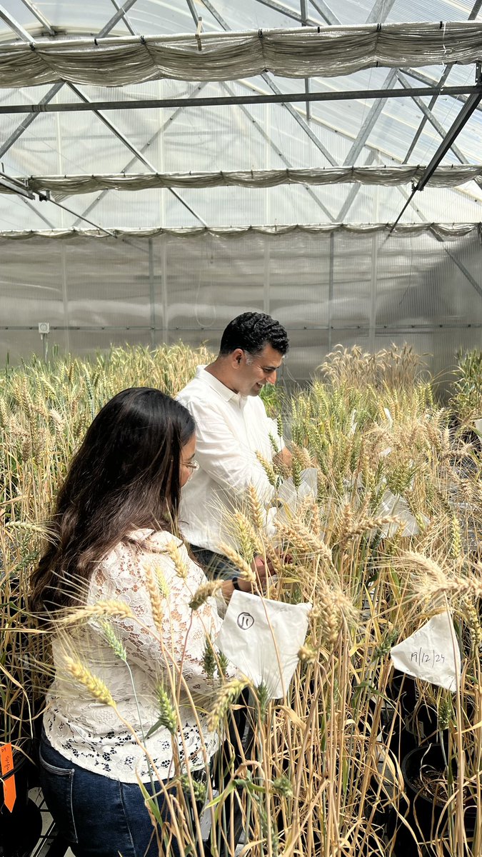 Jaco Daniel Zandberg (@zandberg_jaco) on Twitter photo Creating new wheat lines at Murdoch University by crossing elite wheat varieties with high performing nitrogen efficient varieties to improve on Australian wheat. Fingers crossed 🤞 #auswheat #NUE. <a href="/theGRDC/">GRDC</a> <a href="/MU_CCFI_Biotech/">Murdoch's Centre for Crop & Food Innovation & SABC</a> <a href="/MurdochUni/">Murdoch University</a> Creating new wheat lines at Murdoch University by crossing elite wheat varieties with high performing nitrogen efficient varieties to improve on Australian wheat. Fingers crossed 🤞 #auswheat #NUE. <a href="/theGRDC/">GRDC</a> <a href="/MU_CCFI_Biotech/">Murdoch's Centre for Crop & Food Innovation & SABC</a> <a href="/MurdochUni/">Murdoch University</a>