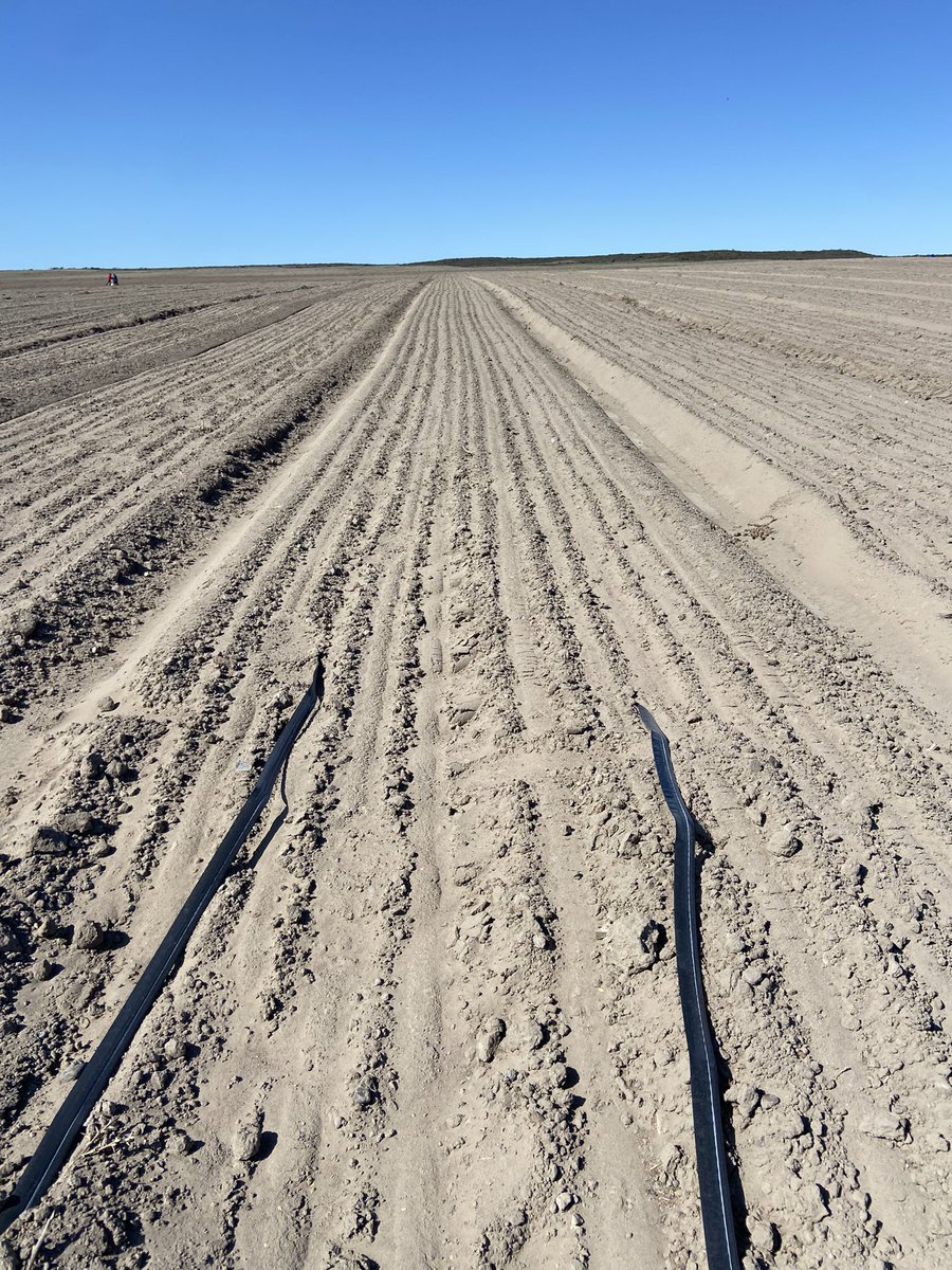 LucioReinoso's tweet photo. Cebolla morada bajo riego por goteo de alto rendimiento plantada sobre la barda del canal principal de #idevi Fecha de siembra 13/09/24. En 15 días estará lista para apilar. 💦🧅💪🏻🔝.  #viedma  #RioNegro #Patagonia https://t.co/NtIaWfx0i0