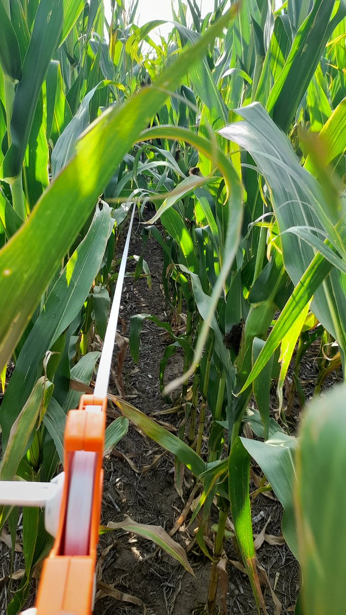 Mariano Martinez tweet media