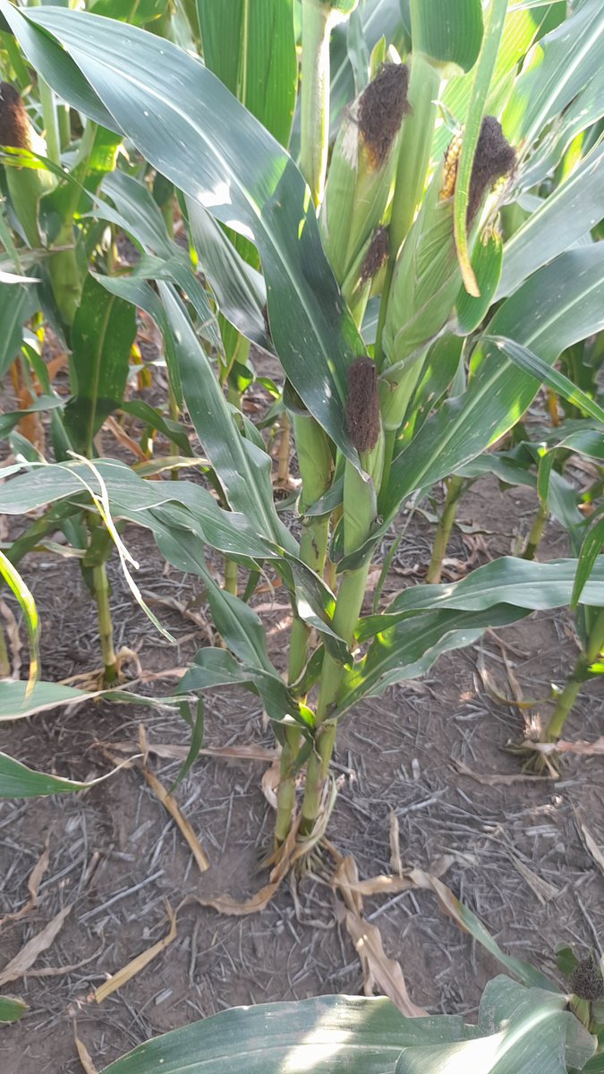 Mariano Martinez tweet media