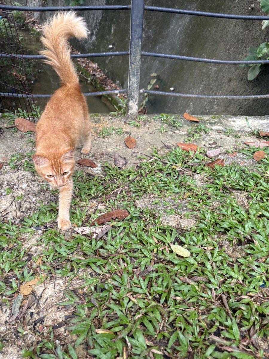 xiaomei___19's tweet photo. 管理にゃんさんと、マレーシアのねこたち。
#マレーシアねこ
#ねこ一期一会
#ねこかわいいね
#朝散歩
#bukitgasing https://t.co/E83fwmtNRr