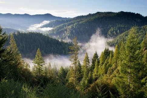 DigitalNStream's tweet image. Everything you need to know about the trillion trees movement wef.ch/3AF0yBs @1t_org
rt @wef