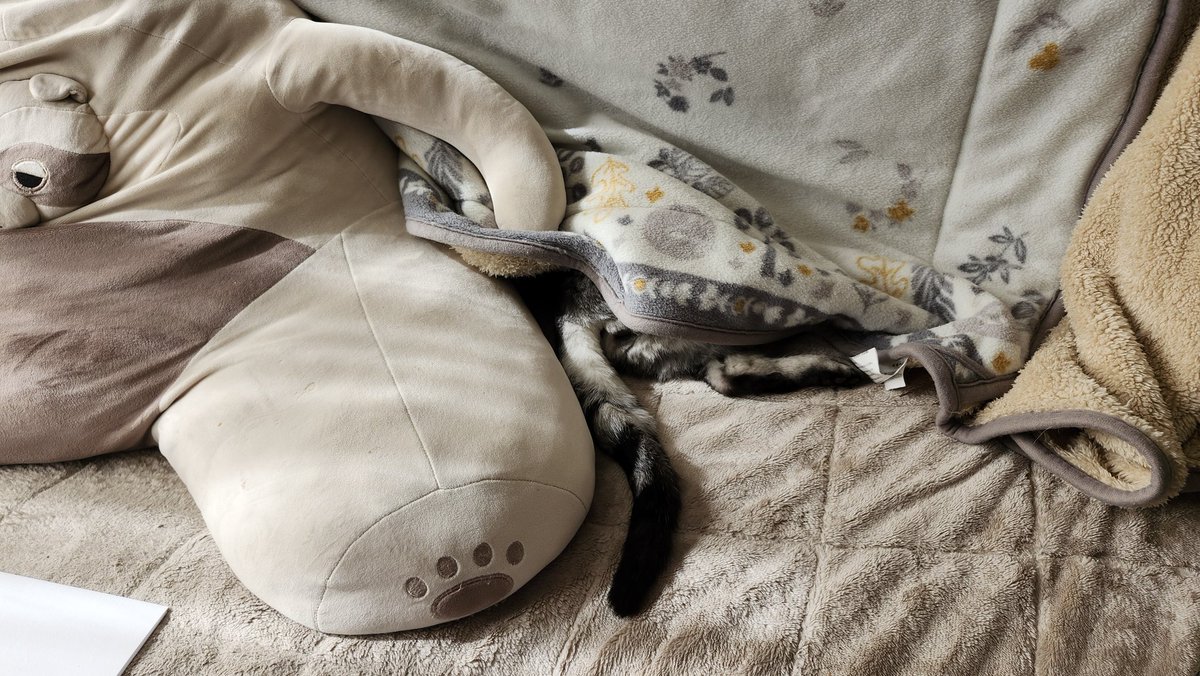 blueheart_shima's tweet image. こたつからしっぽ出てました。
いつもなら日中は3階の日当たりの良い部屋で日向ぼっこしてるのですがやはり寒いのね。
#猫はこたつで丸くなる 
#ねこたつ
#こたつねこ 
#こたつ猫
奥に葉菜ちゃんもいた