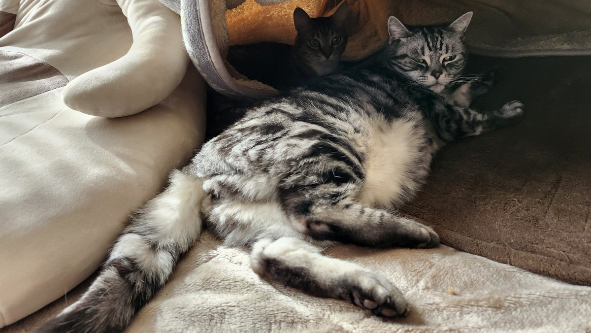 blueheart_shima's tweet image. こたつからしっぽ出てました。
いつもなら日中は3階の日当たりの良い部屋で日向ぼっこしてるのですがやはり寒いのね。
#猫はこたつで丸くなる 
#ねこたつ
#こたつねこ 
#こたつ猫
奥に葉菜ちゃんもいた