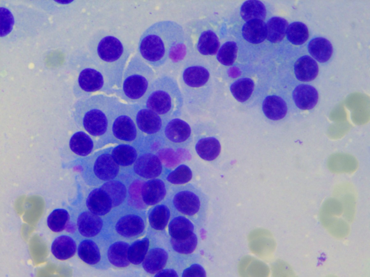 Rosliakova Elena tweet media