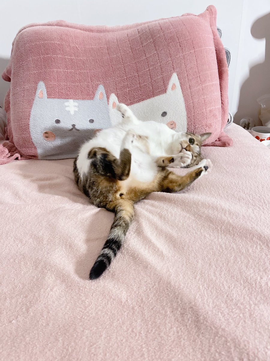 洗好澡回房間就看到床已經被霸佔