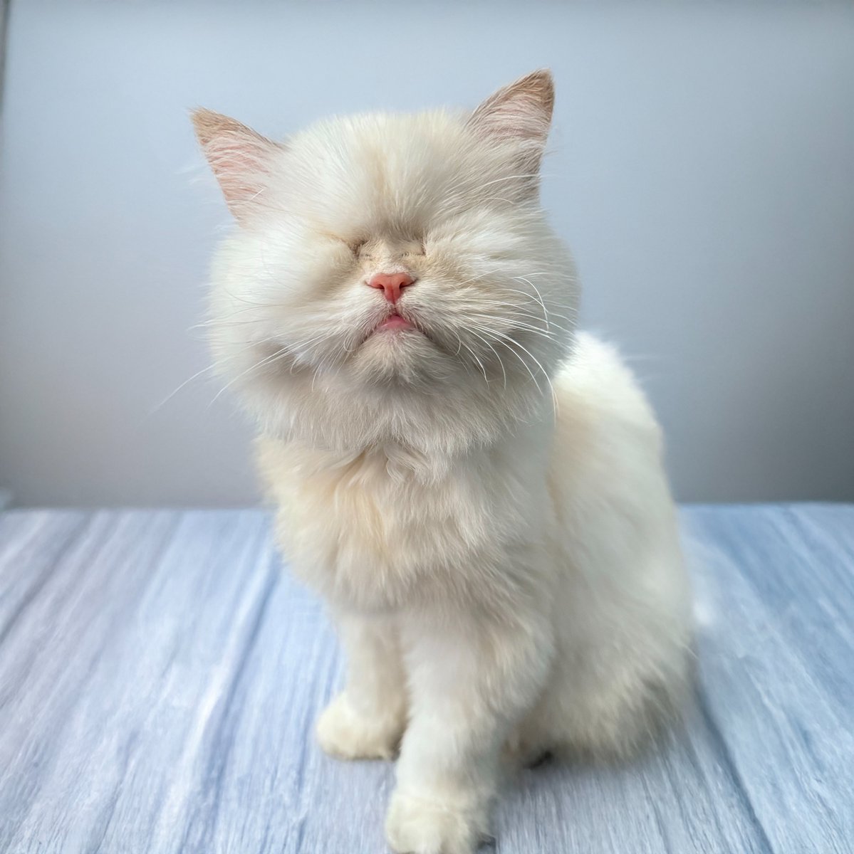 Today we had the BEST news!
My biopsies came back clear and I don't have cancer.
We celebrated with lots of chicken and treats. Whoop whoop!
Fankew to everyone who sent well-wishes. xox

#cats #CatsOfX #HappyCat #blindcat