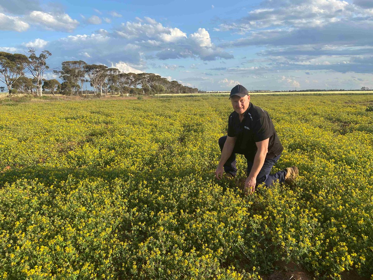 Congratulations to <a href="/MurdochUni/">Murdoch University</a> researchers Dr Ron Yates (<a href="/nudenutwa/">Ron Yates</a>) and Rob Harrison for the outstanding results of their HALO project, which has resulted in the world's first cultivar of the legume pasture species Trigonella balansae.

The project, which sees collaboration