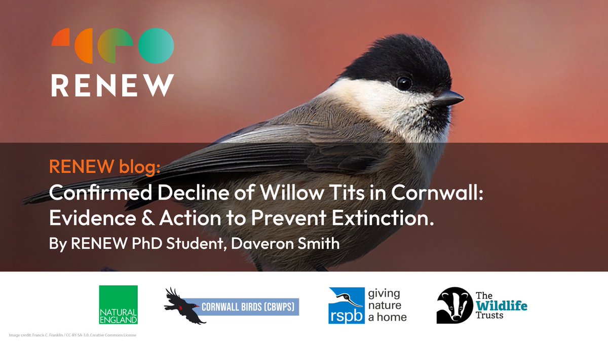 RENEW (@renew_nature) on Twitter photo PhD Student, <a href="/Daveron_Smith/">Daveron Smith</a> explains how quality data & detailed satellite mapping are identifying habitats of hope for Britain’s fastest-declining resident bird.
renewbiodiversity.org.uk/confirmed-decl… PhD Student, <a href="/Daveron_Smith/">Daveron Smith</a> explains how quality data & detailed satellite mapping are identifying habitats of hope for Britain’s fastest-declining resident bird.
renewbiodiversity.org.uk/confirmed-decl…