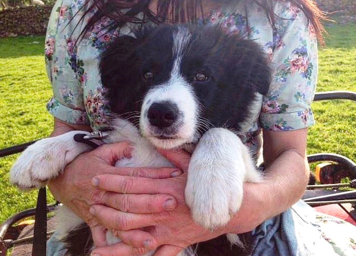 Alison O’Neill ~ Shepherdess tweet media