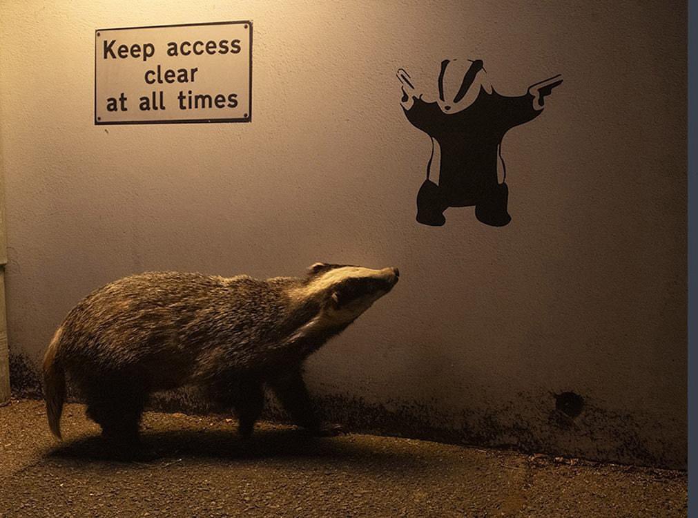 Stephen G. Rae (@bardcumberland) on Twitter photo I do love this picture of the 'Banksy Badger' by <a href="/IanWoodPhotos/">Ian Wood</a>
in Cumbrian dialect, 'broc' is badger
in lore, badgers living nearby protect against witchcraft and other evil influence; and they represent family harmony
#badgers #folklore I do love this picture of the 'Banksy Badger' by <a href="/IanWoodPhotos/">Ian Wood</a>
in Cumbrian dialect, 'broc' is badger
in lore, badgers living nearby protect against witchcraft and other evil influence; and they represent family harmony
#badgers #folklore