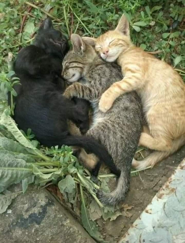 PostsOfCats's tweet photo. https://t.co/2MLI58iaB0