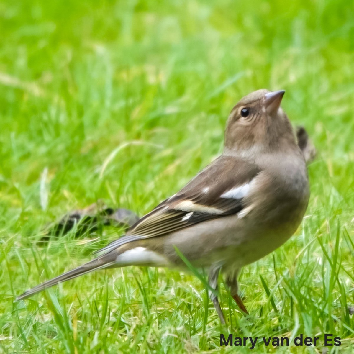 maryvanderes's tweet photo. #Dag6 van #februarivogelmaand .
De #Vink #Fringilla_coelebs
#Common_Chaffinch .
For #BirdsSeenIn2025 in the #Nertherlands .
@wilma_meijerink @Britnatureguide @Float_photo https://t.co/y78C48VpTh