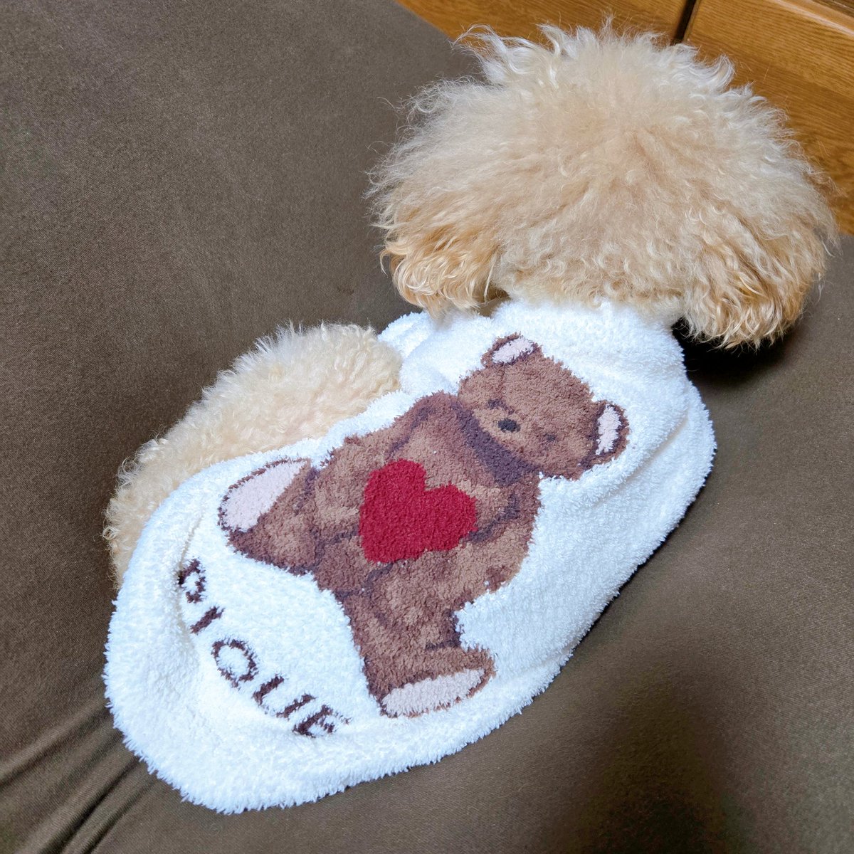 kuchanrunrun's tweet photo. ジェラピケのセーター♪
可愛い🩷

#トイプードル　#トイプー
#愛犬　#犬　#わんこ
#ジェラピケ
#犬好きさんと繋がりたい
#わんこ好きな人と繋がりたい https://t.co/pGXjrbwqDd