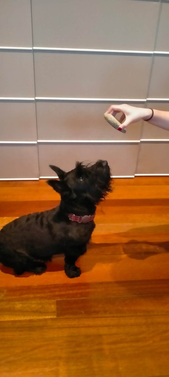 Elva Zhao tweet media