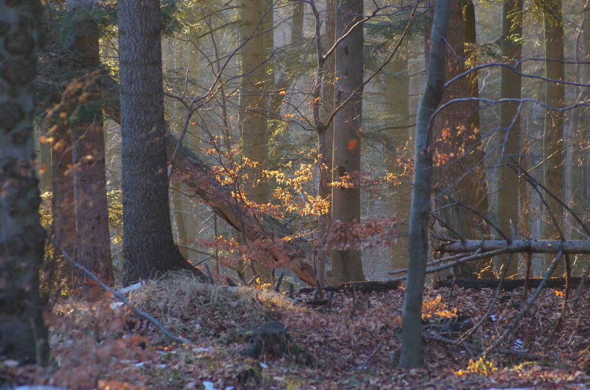 Prikúpili sme ďalšie 3ha lesa na #Čergov-e. Malý #krok pre #ľudstvo, veľký pre všetkých, čo sa tam žijú.
A nemyslite si, že kúpiť #les je brnkačka. Sú to roky komunikácie a stretávania sa.