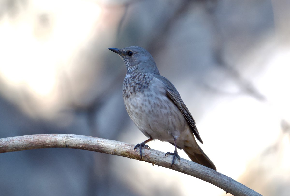 BirdingBeijing's tweet photo. This one must be mostly Black-throated but with some red on the undertail and undertail coverts, plus a hint of red in the upper breast, it likely has some Red-throated genes. https://t.co/roHTIydxXK