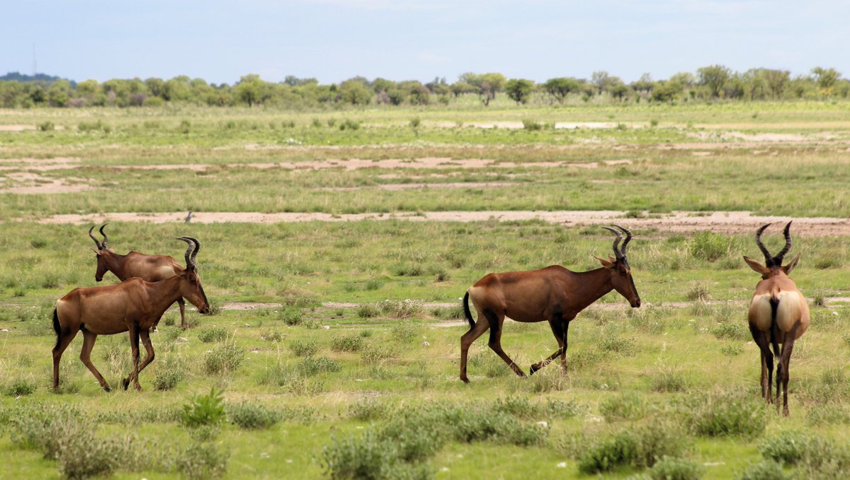 branditafri's tweet photo. 🌍Majestic hartebeest on the plains of Etosha! 🦌🌿 These four incredible animals roam the vast landscapes of Namibia.

🌞Follow us on X &amp; explore more → https://t.co/nrB99Zf6mK

#EtoshaNationalPark #SafariErlebnis #NamibiaReisen #AfrikaSafari #NaturPur #ExploreAfrica https://t.co/SO4rtP9NRU