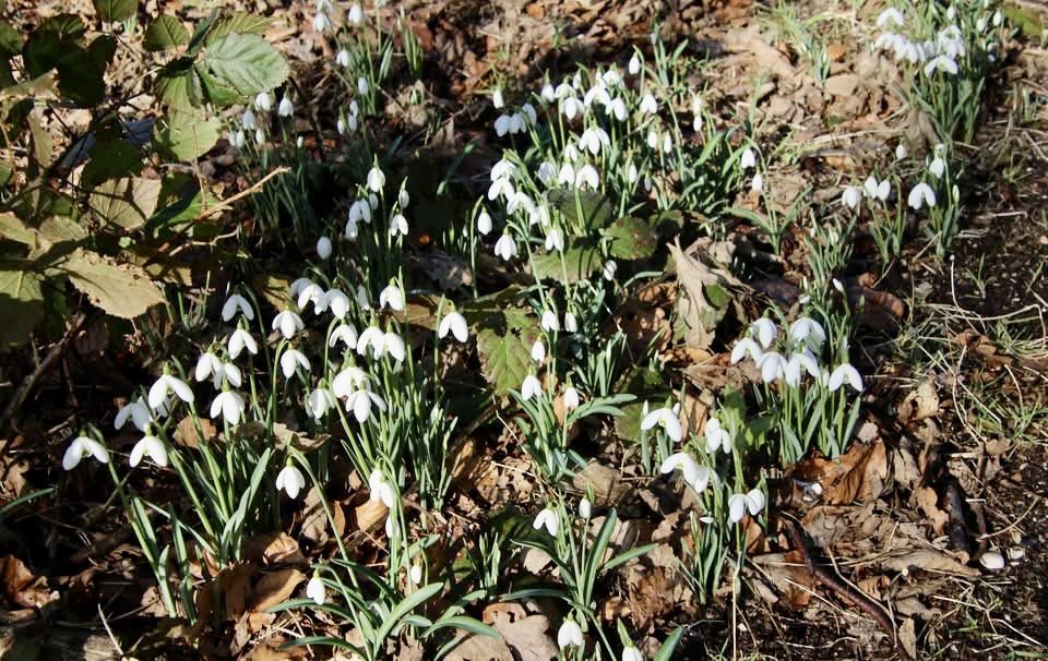 Bloeiende sneeuwklokjes in het Doolhof op de Hogeberg Texel.