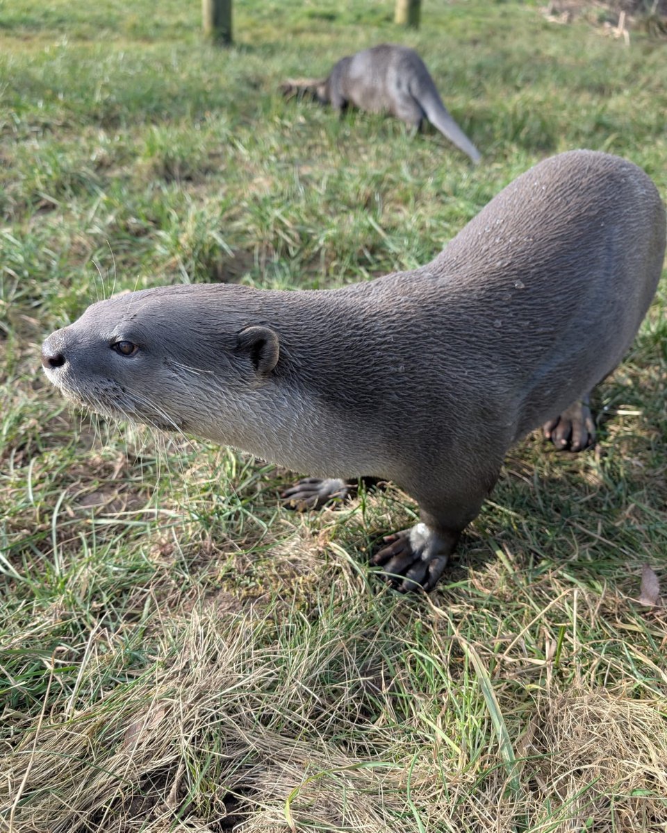 YorkshireWP's tweet photo. Annie the Smooth Coat is Otterly irresistible! 🦦💖
#CuteOtters #Otter #OttersOfInstagram #Otters
( 📸 : YWP Animal Ranger, Jess ) https://t.co/ahLvnbnL7e