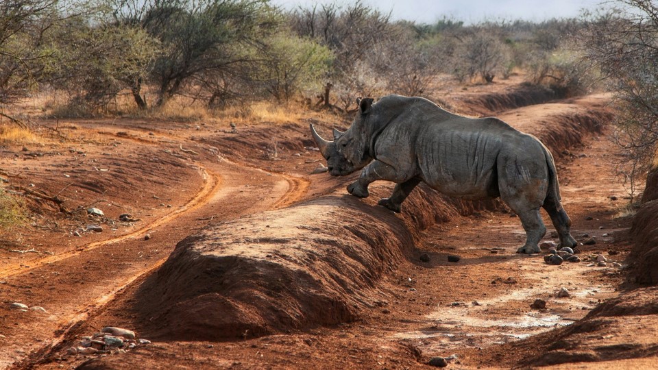 branditafri's tweet photo. A true guardian of the wild! 🦏🌍 This big Rhino stands proud in his natural habitat—witnessing nature’s strength up close.

🌞Follow us on X &amp; explore more → https://t.co/nrB99Zf6mK

#Rhino #WildlifeConservation #NamibiaWildlife #SafariErlebnis #AfrikaSafari #ExploreAfrica https://t.co/7688G7NJ1T